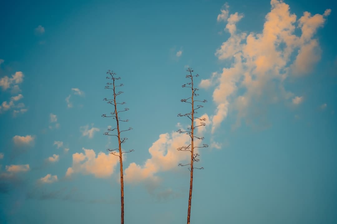麦当娜联合网飞开发列传剧集 肖恩·利维参加制造